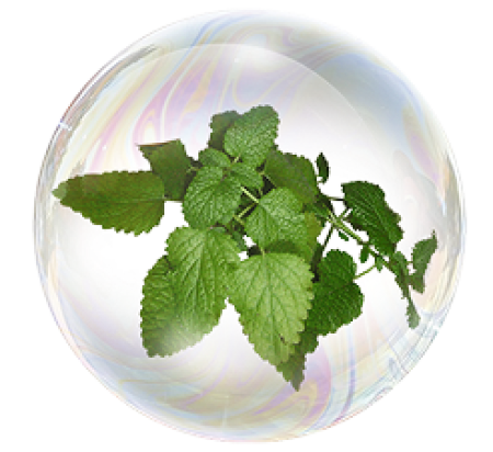 Экстракт мелиссы
