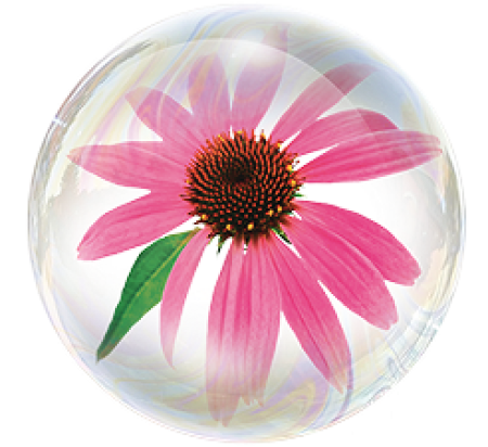 Экстракт эхинацеи