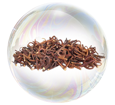 Экстракт кошачьего когтя