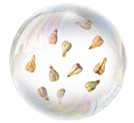 Экстракт виноградной косточки