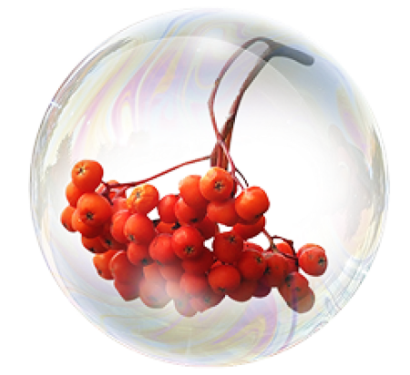 Сибирская рябина