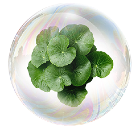 Экстракт центеллы азиатской