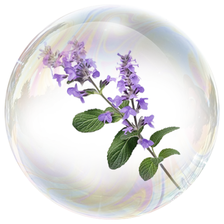 Шалфей (лист)