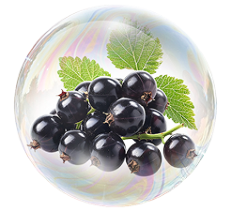 Смородина черная (лист)